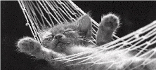 Cat relaxing in a hammock