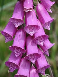 Purple Foxglove